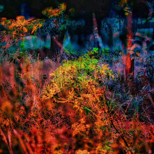 fotografik_33