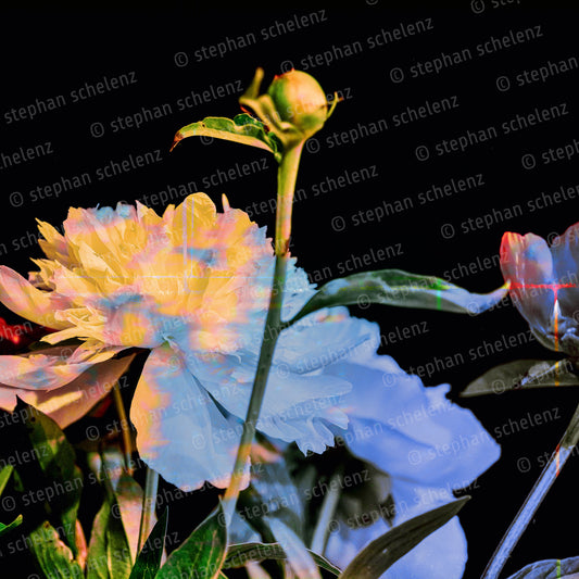 fotografik_32